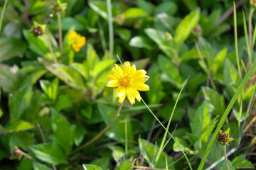 Close-up of the yellow wild flower, wedelia, a plant in the Heliantheae tribe of the Asteraceae family. Flower and nature.