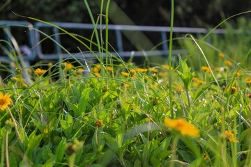 Yellow wild flowers in the rural, wedelia, a plant in the Heliantheae tribe of the Asteraceae family. Flower and nature.