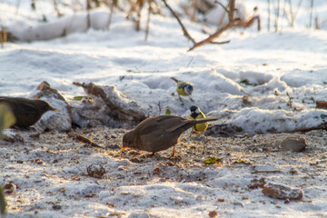 Blackbirds at the park in winter. Wildlife scene from nature.