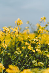 Fototapeta premium Rapeseed flower