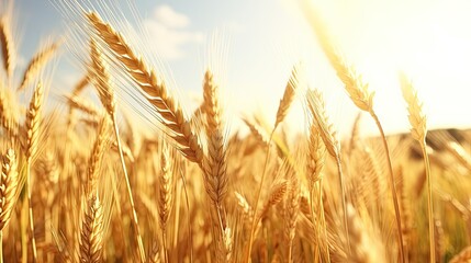 Fototapeta premium A golden wheat field, rice swaying in the wind, high speed continuous shooting, 