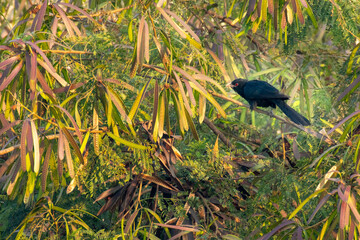 Asian Koel in forest of Maharashtra, India.
