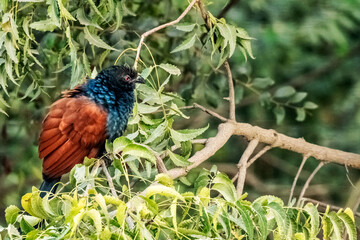 Greater Coucal on  the branch of the tree in forest
