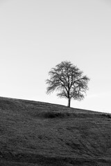 A tree on the slope of a hill in black and white