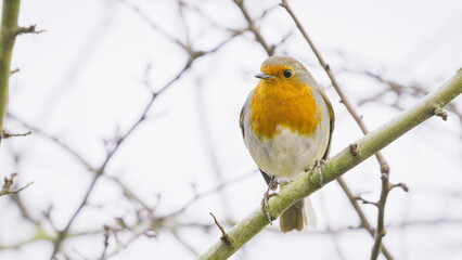 Robin red breast bird on a branch