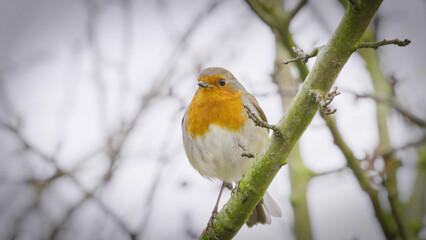 Robin red breast bird on a branch