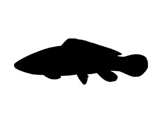 Bowfin Fish silhouette vector art