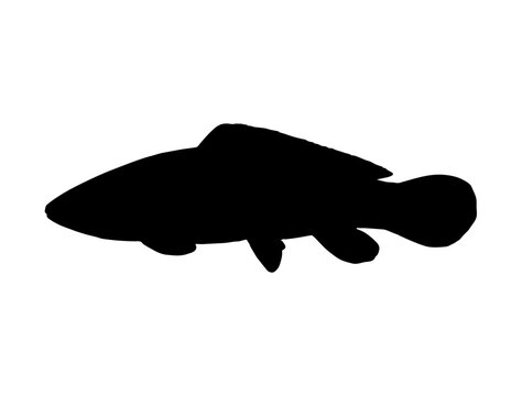 Bowfin Fish silhouette vector art