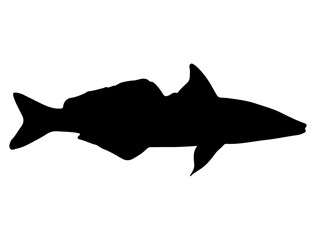 King George Fish silhouette vector art white background