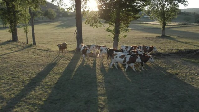 cows in the field