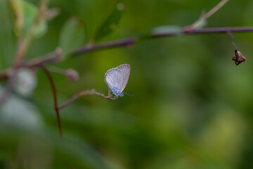 Beautiful Butterfly in Nature Place