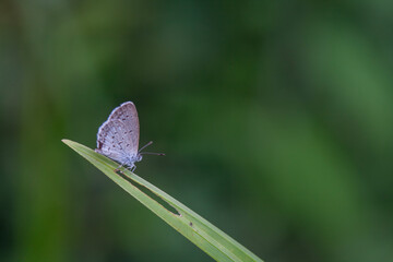 Beautiful Butterfly in Nature Place