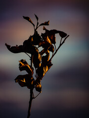 Leaves of a plant on the background of a colored sky.