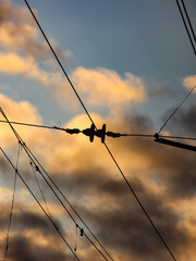 Power lines on the background of a colored sky.