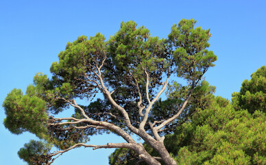 Tall tree in clear sunny day. Coniferous tree. Tropical Tree with blue background. Mediterranean flora, evergreen coniferous tree. Nature in summer. Green pine. Green maritime pine. 