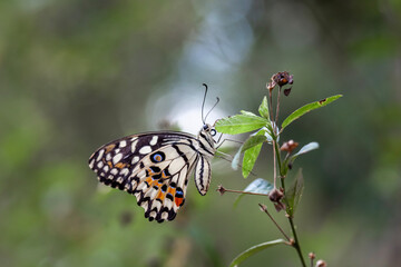 Beautiful Butterfly in Nature Place