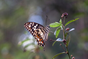 Beautiful Butterfly in Nature Place
