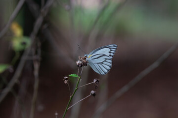 Beautiful Butterfly in Nature Place