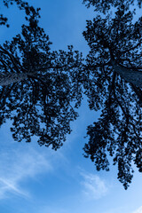 Beautiful snowy trees in the park landscape of Basel