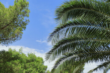 Fototapeta na wymiar Beautiful web banner with palm branches on blue background with place for text. Background from tropical trees. Palm tree against blue sky. Tropical plant. Exotic travel. Green branches of a Palm tree