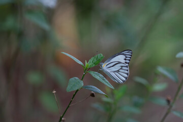 Beautiful Butterfly in Nature Place