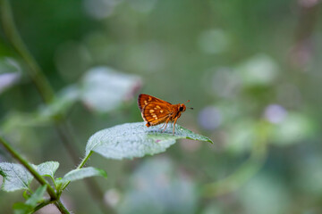 Beautiful Butterfly in Nature Place