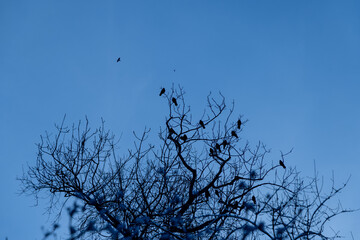 Crows or ravens line up on electric line and on the trees