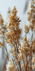 Fototapeta premium Pflanzen trocken