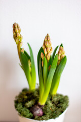 hyacinths