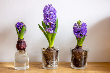 hyacinths
