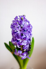 hyacinths