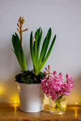 hyacinths