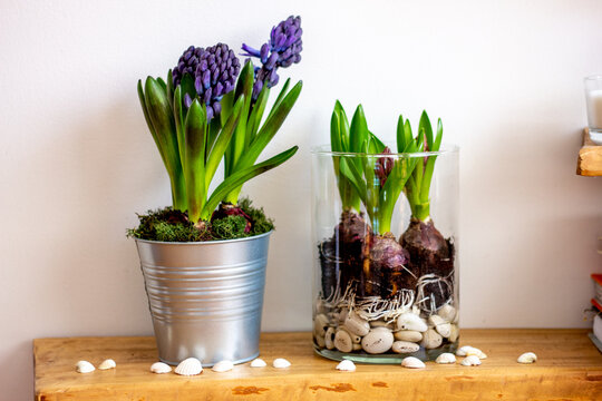 hyacinths