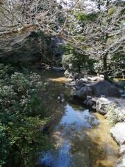 stream in the forest