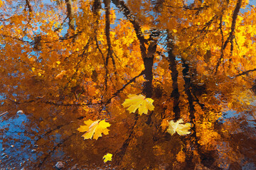  Reflection in a puddle of yellow maples and blue sky. Watercolor effect due to water ripples. Artistic photo
