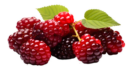 Mulberry, transparent background, high-resolution image, sweet and juicy berries, various colors, mulberry clipart, fresh produce illustration