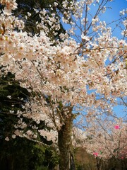 cherry blossom in spring