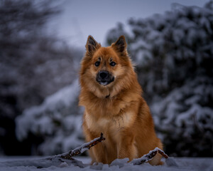 Icelandic sheepdog in snow