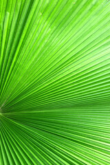 Close up green palm leaf texture, abstract palm leaf vertical background