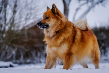 Icelandic sheepdog in snow