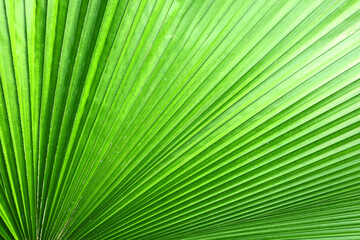 Close up green palm leaf texture, abstract palm leaf horizontal background - 704512380