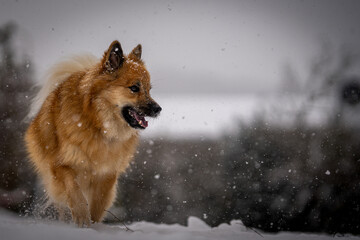 Icelandic sheepdog in snow