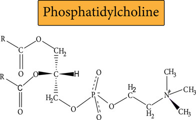 Phosphatidylcholine is the major component of lecithin.Vector illustration.