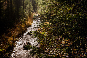 a fir branch after a rain in the sun