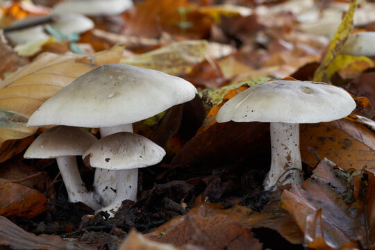Edible mushroom Clitocybe nebularis in the leaves. Known as Cloudy Clitocybe or Cloudy funnelcap. Wild mushrooms in the beech forest.