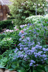 Obraz premium Ageratum houstonianum or floss flower many blue flowers with green background