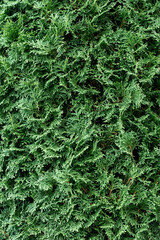 Green coniferous bush.Thuja hedge texture. American Arborvitae plant pattern. Evergreen Thuja occidentalis decorative fence