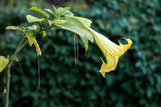 Brugmansia, angel trumpet is a genus of seven species flowering plants in the nightshade family Solanaceae.