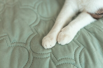 Top view of white cat leg laying on the bed. Pet care banner. Selective focus, copy space