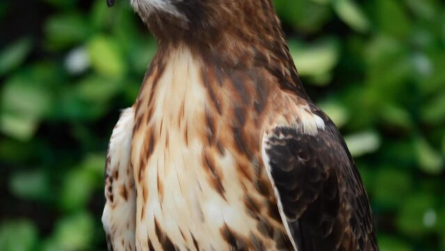 Close up of a red tailed hawk eagle. 